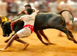 E PalaniSwami, O. Pannerselvam, Jalikattu, Accident during Jalikattu